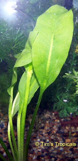 Amazon Sword, Echinodorus bleheri, tropical aquarium plants