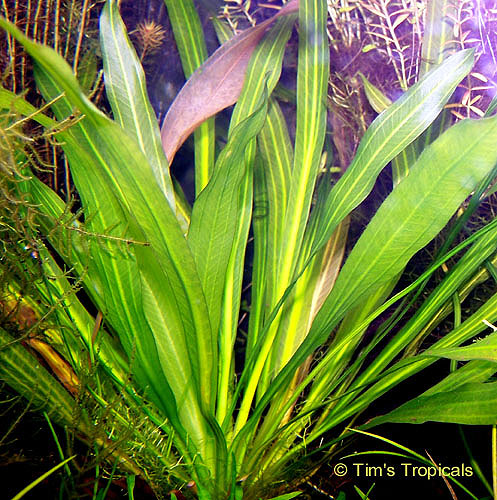 Amazon Sword, Echinodorus uruguayensis, tropical aquarium plants