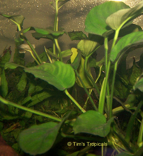 Anubias Nana, Anubias barteri, tropical aquarium plants