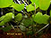 Brazilian Ivy, Pennywort, Hydrocotyle Leucocephala