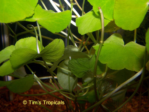 Brazilian Ivy, Pennywort, Hydrocotyle Leucocephala, tropical aquarium plants