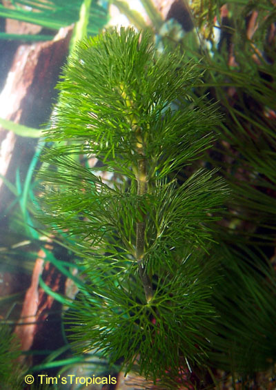 Cabomba caroliniana, tropical aquarium plants