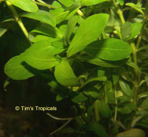 Dwarf Hygrophila Polysperma, tropical aquarium plants