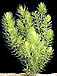 Hornwort, Ceratophyllum demersum