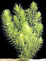 Hornwort, Ceratophyllum demersum, tropical aquarium plants