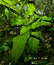 Java Fern, Microsorum pteropus