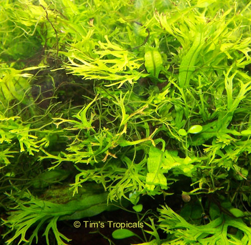 Java Fern - Windelov, Microsorum pteropus windelov, tropical aquarium plants