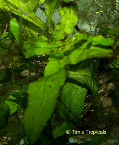 Java Fern, Microsorum pteropus, tropical aquarium plants
