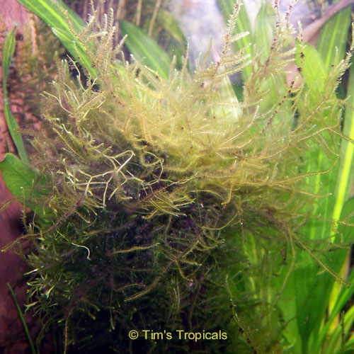 Java Moss, Vesicularia dubyana, tropical aquarium plants
