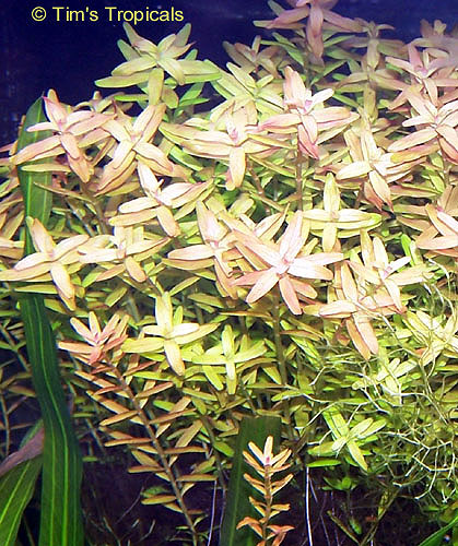 Rotala Indica, Rotala rotundifolia, tropical aquarium plants