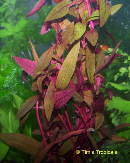 Scarlet Hygrophila, Alternanthera reineckii, tropical aquarium plants
