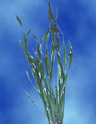 Vallisneria Spiralis, tropical aquarium plants