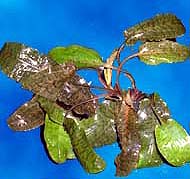 Wendtii Crypt, Cryptocoryne Wendtii, tropical aquarium plants
