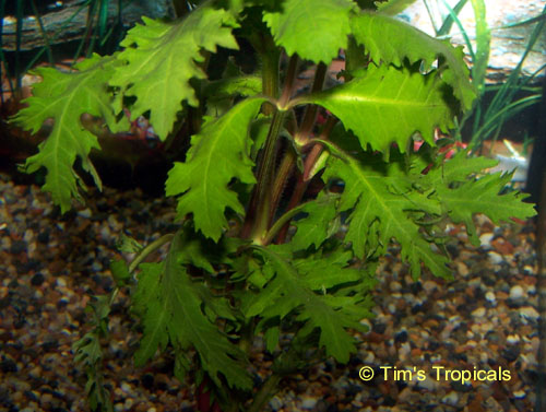 Wisteria, Hygrophila difformis, tropical aquarium plants