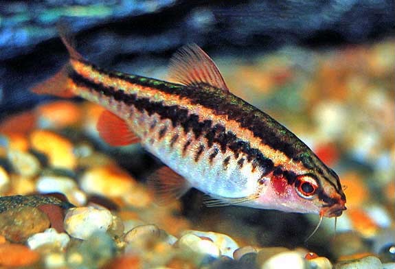 Cherry Barb Female, Puntius titteya