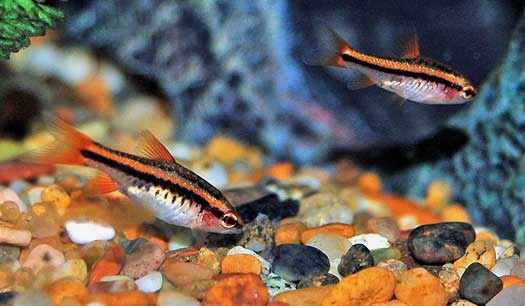 Cherry Barb juveniles, Puntius titteya