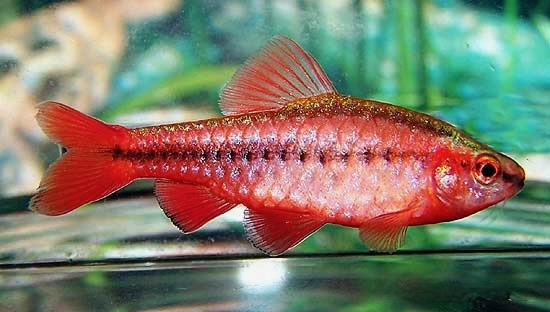 Cherry Barb Male, Puntius titteya
