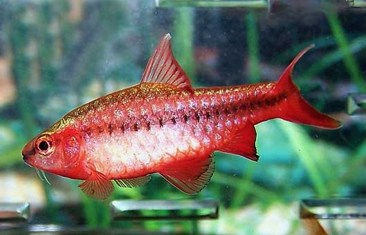 Cherry Barb