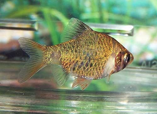 Tiger Barb, Barbus tetrazona