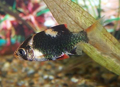Tiger Barb, Barbus tetrazona