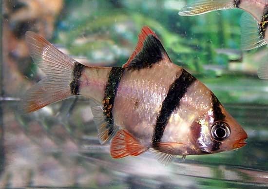 Tiger Barb, Barbus tetrazona