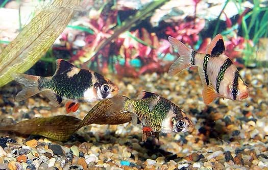 Schooling Tiger Barbs, Barbus tetrazona