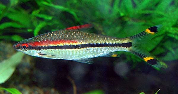 Torpedo Barb, Puntius denisonii