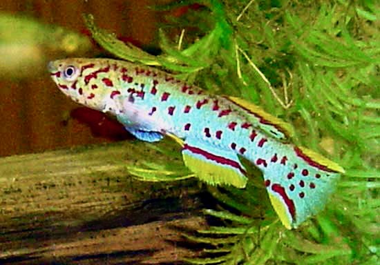 Gardneri P82 Killifish Fundulopanchax gardneri