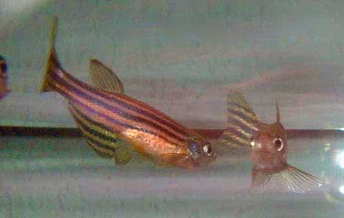Glofish, Danio rerio