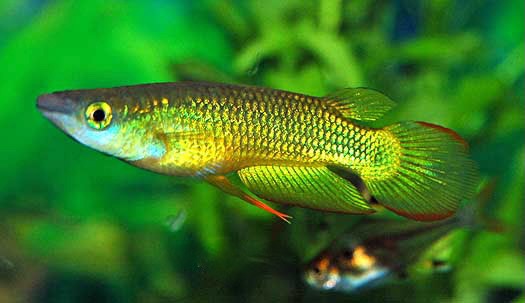 Golden Wonder Killie, killifish Aplochilus lineatus