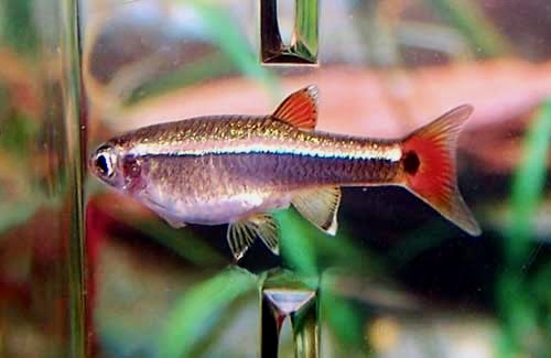 White Cloud Mountain Minnow