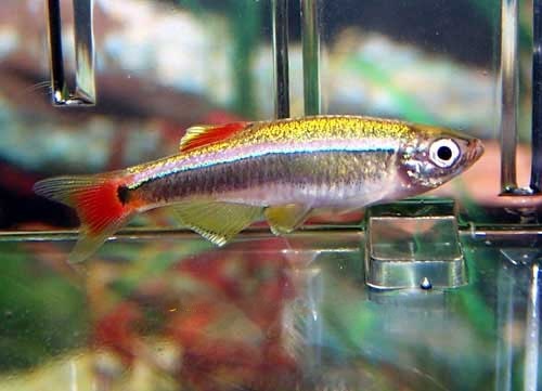 White Cloud Mountain Minnow, Tanichthys albonubes