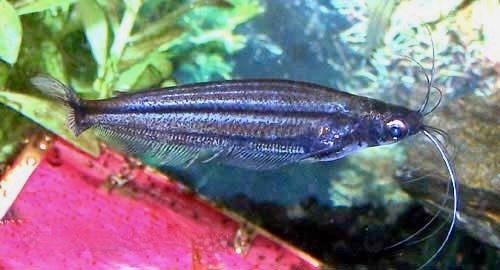 African Glass Catfish, Pareutropius debauwi