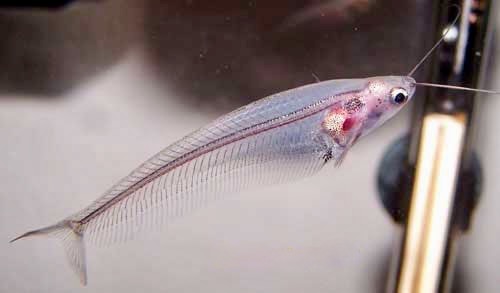 Asian Glass Catfish, Kryptopterus bicirrhis