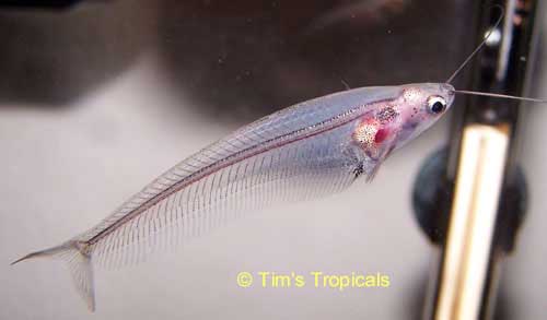 Glass Catfish Kryptopterus Bicirrhis Transparent Fish Adults Stock