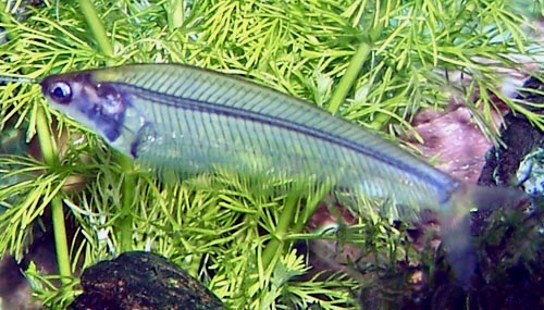 Asian Glass Catfish, Kryptopterus bicirrhis