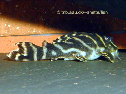 Chocolate Zebra Pleco, Hypancistrus sp. L270
