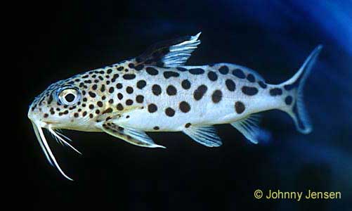 Cuckoo Catfish, Synodontis Multipunctatus