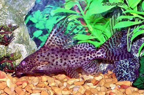 Featherfin Squeaker, Synodontis Eupterus