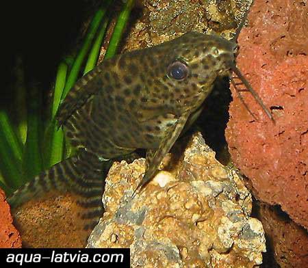 Featherfin Squeaker, Synodontis Eupterus