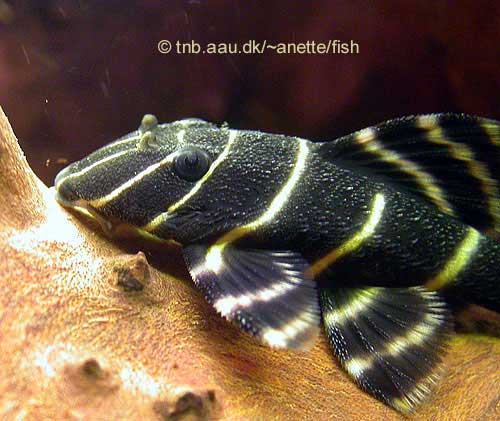 Flash Pleco, Panaque sp. L204
