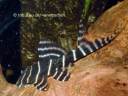 Flash Pleco, Panaque sp. L204