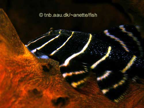 Flash Pleco, Panaque sp. L204