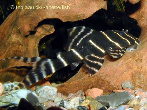 Flash Pleco, Panaque sp. L204