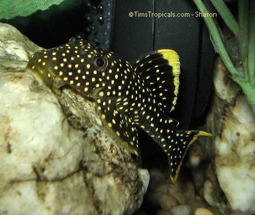 Gold Nugget Pleco, Baryancistrus sp. L177