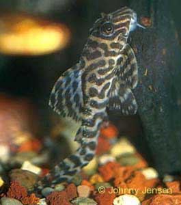 King Tiger Pleco, Hypancistrus L066