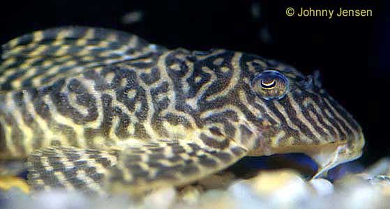 King Tiger Pleco, Hypancistrus L066