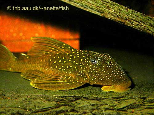 Lemon Spotted Green Pleco, Hemiancistrus subviridis L200