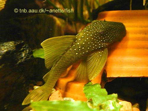 Lemon Spotted Green Pleco, Hemiancistrus subviridis L200