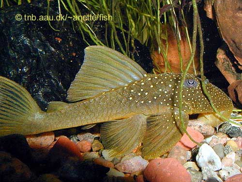 Lemon Spotted Green Pleco, Hemiancistrus subviridis L200
